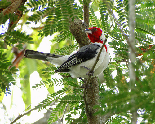 Em conversas informais, o Galo-de-campina é apontado como espécie antes  frequente na natureza e que agora é difícil de encontrar. crédito: Dario Sanches / CCommons